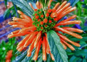 http://ezoport.ru/wp-content/uploads/2013/09/Wild-dagga--300x213.jpg